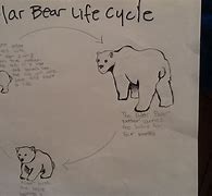 Image result for Polar Bear Life Cycle Chart