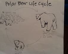 Image result for Polar Bear Life Cycle