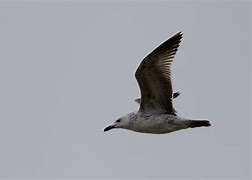 Image result for Caspian Gull