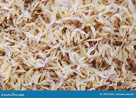 Image result for Sibu Dried Shrimp