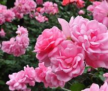 Image result for Itali Roses