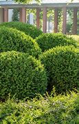 Image result for Plant Boxwood Shrubs