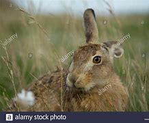 Image result for Leveret Baby Hare