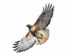 Image result for Hawk Cut Out