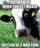 Image result for Meme Cow. It