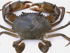 Image result for Ketam Bangkang