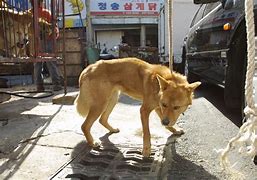 Image result for Korean Yellow Dog