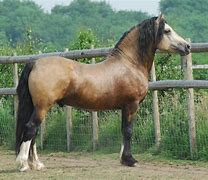 Image result for Black Welsh Cob