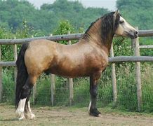 Image result for Welsh Cob Horse