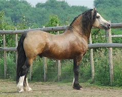 Image result for Welsh Cob Head