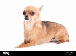 Image result for Chihuahua the Yapping