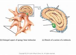 Image result for Cancellous Bone Spongy Bones