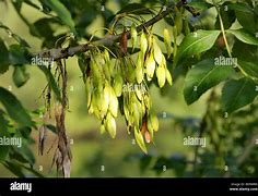 Image result for Shyamalan Ash Tree