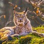 Image result for Lynx Ukraine