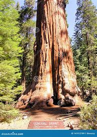 Image result for General Grant Tree Sequoia National Park