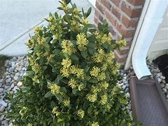 Image result for English Boxwood Shrubs