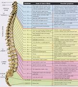 Image result for Spinal Chart Hand Out