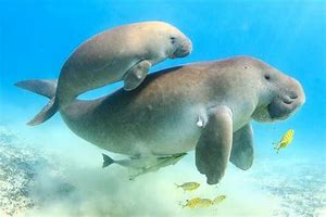 Image result for Cute Dugong Babies