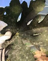 Image result for Fig Tree Diseases