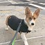 Image result for Corgi in Clothes