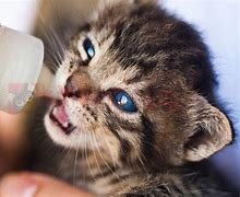 Image result for Feeding Newborn Kittens