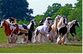 Image result for Most Beautiful Gypsy Horse