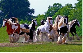 Image result for Most Beautiful Gypsy Horse