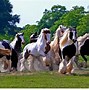 Image result for Most Beautiful Gypsy Horse