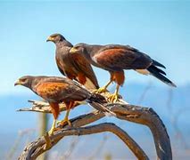 Image result for Hawk Talons around a Volleyball