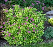 Image result for Landscape Shrubs and Bushes