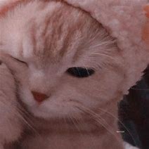 Image result for Adorable Cat PFP