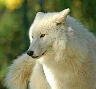 Image result for Snow Wild Wolf Defence