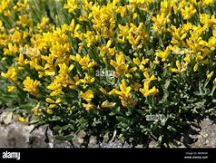 Image result for Genista Sagittalis