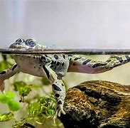 Image result for Goofy Frog