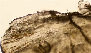 Image result for Eyelash Crust