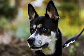 Image result for Husky Mix Dogs