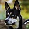 Image result for Husky Mix Dogs