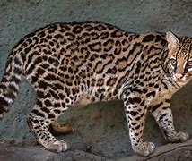 Image result for Dead Ocelot