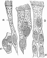 Image result for Ciliated Epithelial Cell Clip Art