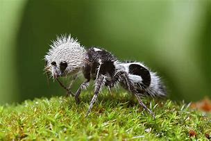 Image result for Panda Ant Coson