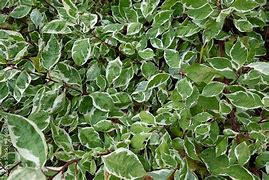 Image result for Tatarian Dogwood Shrub