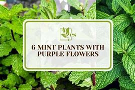 Image result for Purple Mint Plant