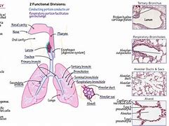 Image result for Histology Diagram