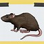 Image result for Pet Rat Drawing