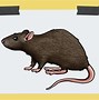 Image result for A Drawing of a Rat