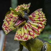 Image result for Amber Collection Dimorphodon