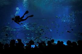 Image result for Feeding Sharks in Aquarium