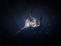 Image result for Prehistoric Deep Sea Shark