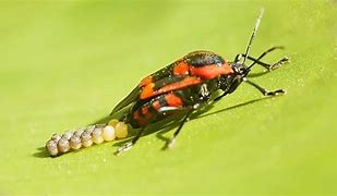 Image result for Red Insect Bug