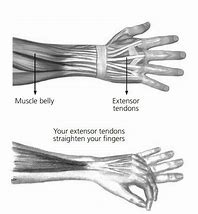 Image result for Anatomy of Extensor Tendon